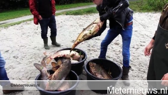massale vissterfte in friese Broek