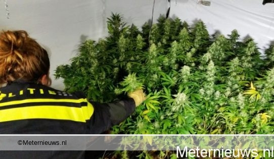 hennepkwekerij stock