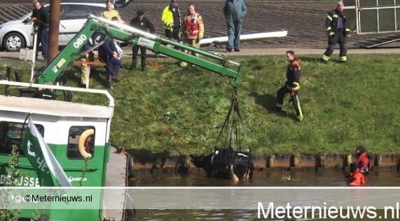 drie koeien in stieltjeskanaal in stieltjeskanaal6