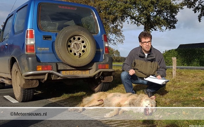 Wolf aangereden Kloosterhaar. Wolf aangereden Kloosterhaar.