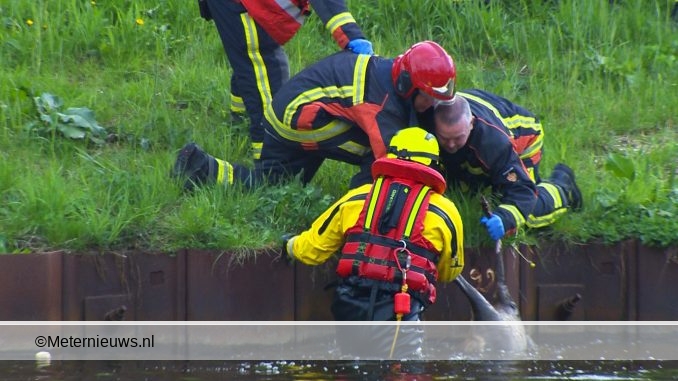 massale hulp voor ree te water in Scheemda