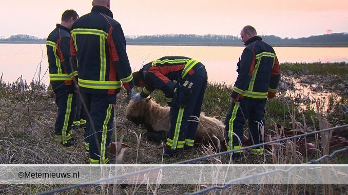 schotse hooglander gered Finsterwolde
