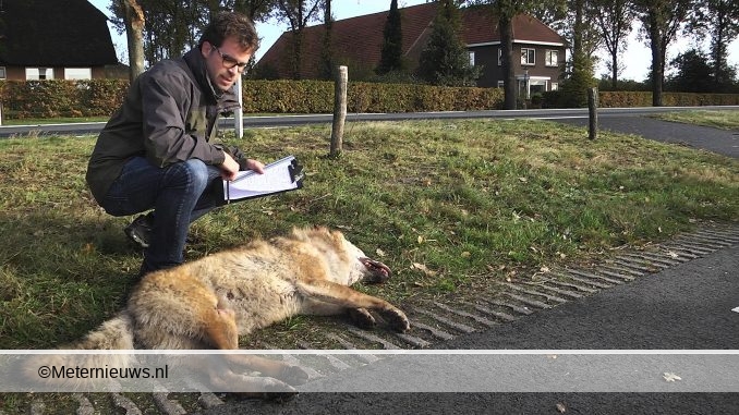 WOLF DOODGEREDEN N343 KLOOSTERHAAR06