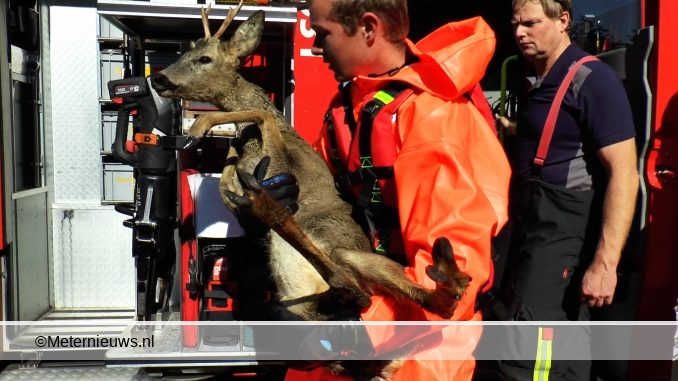 REE GERED IN NIEUWEROORD