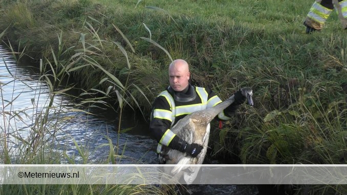 zwaan gered door brandweer in wanneperveen9