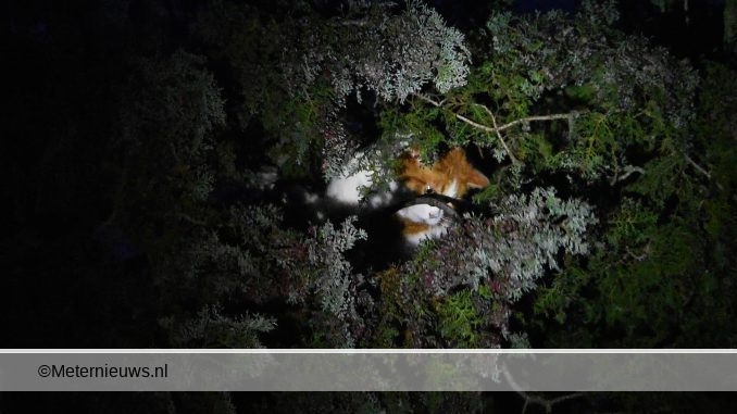 POES UIT BOOM GERED IN MEPPEL