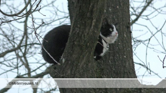 poes2