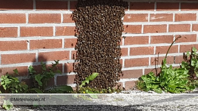 BIJEN ZWERM AAN MUUR HEMA IN ASSEN