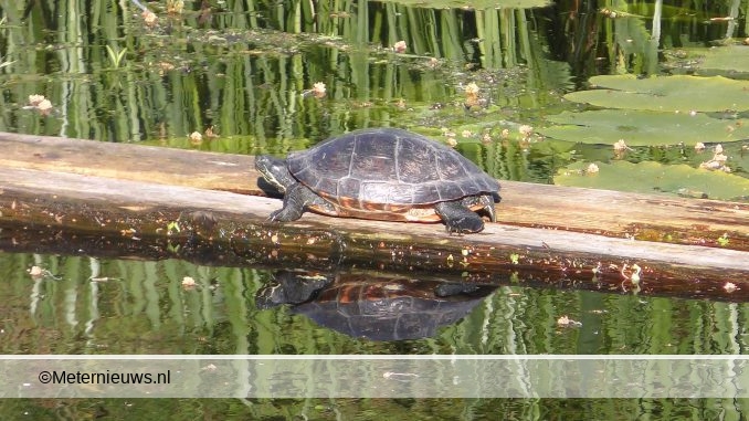 schildpad5