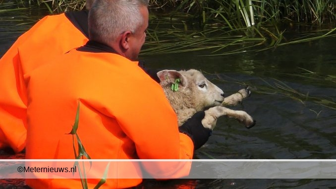 LAMMETJE UIT WATER GEHAALD IN LAGELAND2