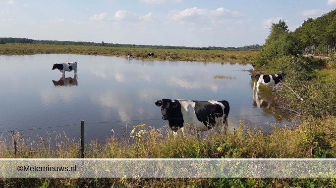 VERKOELING VOOR KOEIEN IN NIEUW BALINGE
