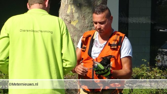 ROEK UIT BOOM GERED IN MEPPEL