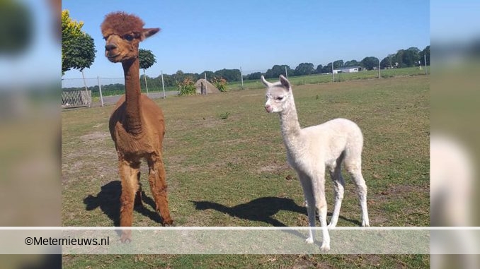 alpacas