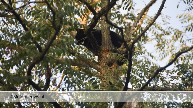 brandweer haalt poes uit boom meppel
