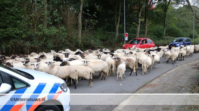 drie honderd schapen uit eeiland gebroken Groningen