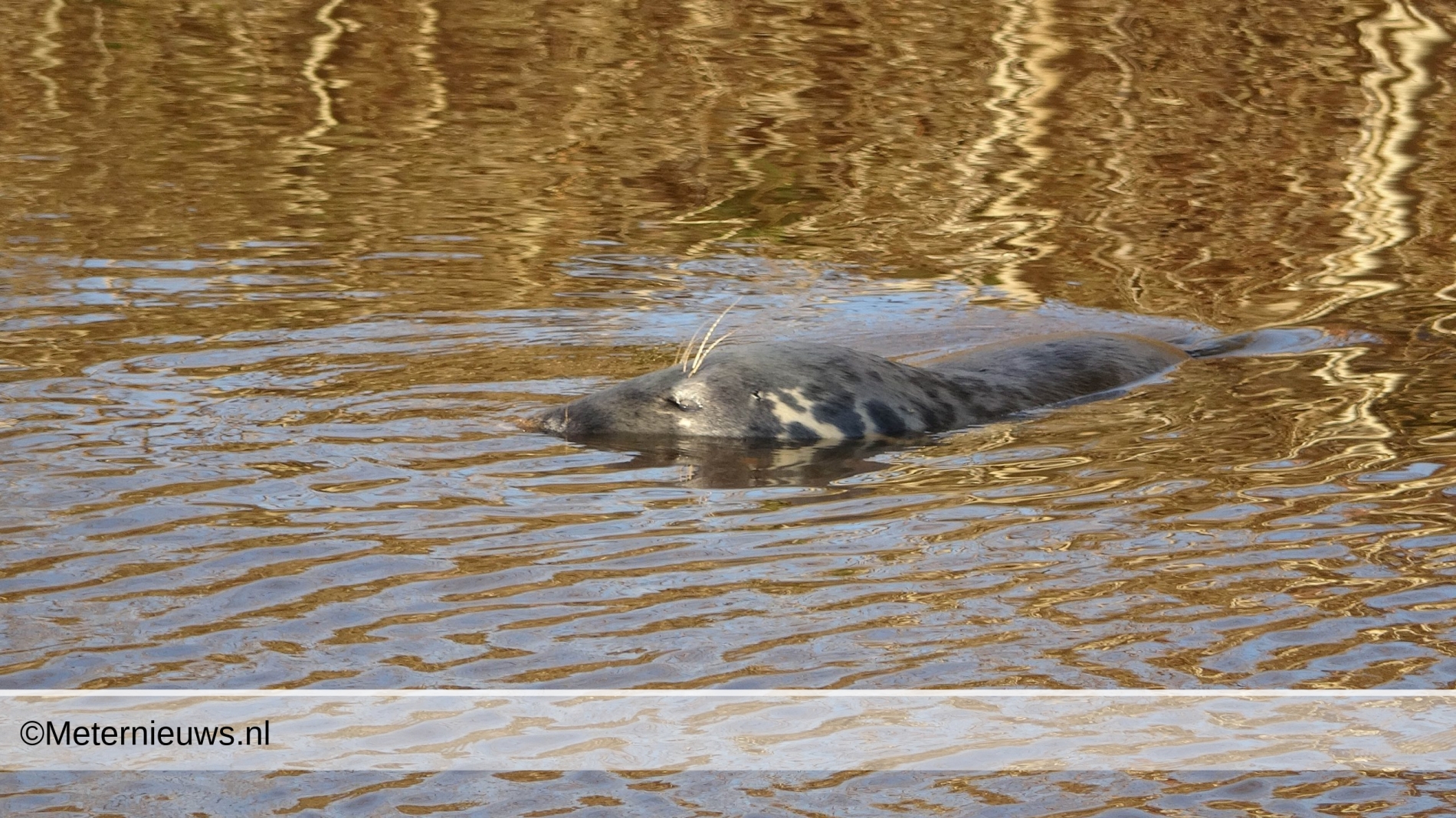 Zeehond in Hoogeveensche vaart Rogat(Video)