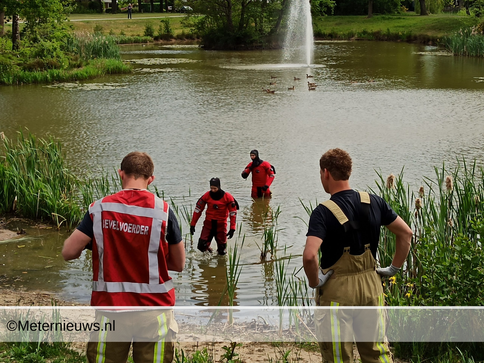 Brandweer op nijlgans jacht in Emmen (Video):.