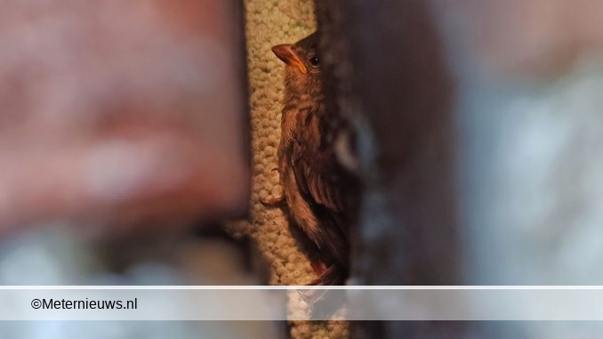 vogelvastinpouwKlazienaveen