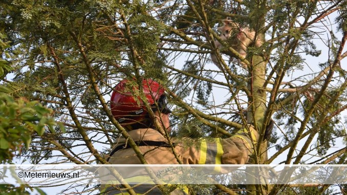 KAT IN DE BOOM IN WANNEPERVEEN2