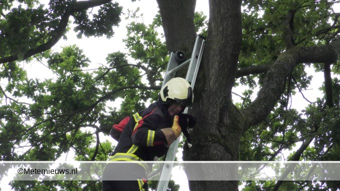 brandweer redt poes uit boom in assen