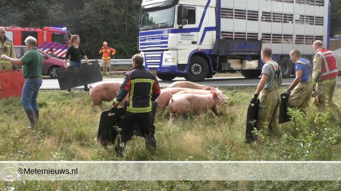 VARKENS OP DE N33 ROLDE GIETEN09