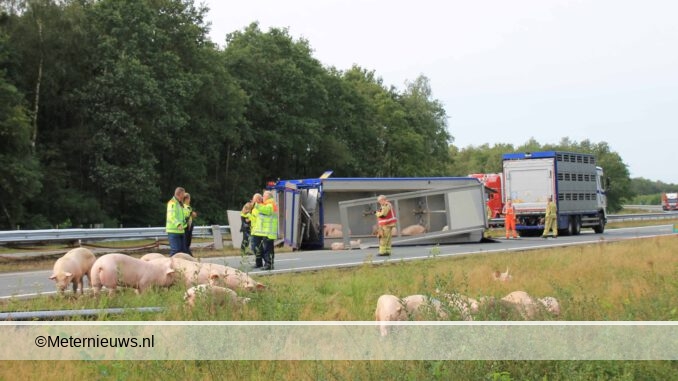 n33 varkens op de straat gieten