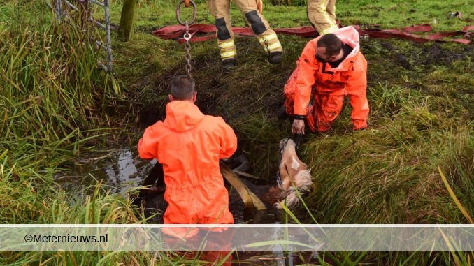 BRANDWEER REDT PAARD UIT SLOOT IN GRONINGSE HAREN