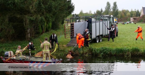 Brandweer haalt koeien uit Hoogeveensche vaart in Nieuweroord (Video) #NIEUWEROORD - De brandweer hee.