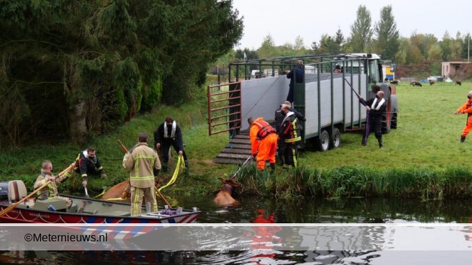 koeien in kanaal nieweroord