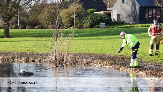 meeuw vast in ijs in vijver eelde