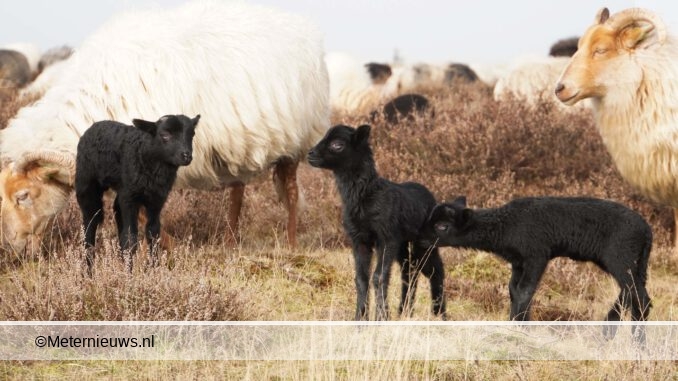 ZWARTE BABYBOOM BIJ SCHAAPSKUDDE BALLOERVELD DRENTSE BALLOO7