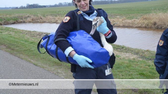 GEWONDE ZWAAN UIT WATER NIEUW WEERDINGE