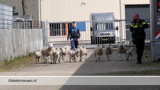 schapen op de weg in Hoogeveen2