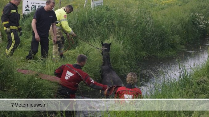 brandweer haalt paard uit sloot oostwold