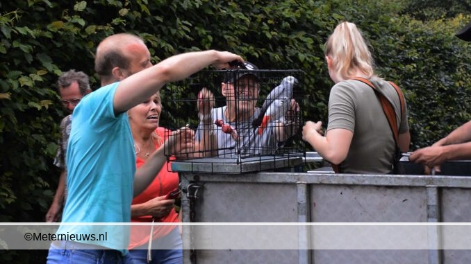 koko uit boom gehaald in Ter apelkanaal