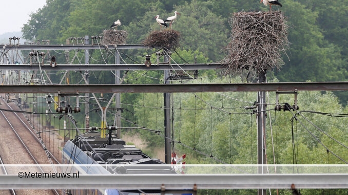 ooievaarsnestin hoogeveenbovenleiding spoor