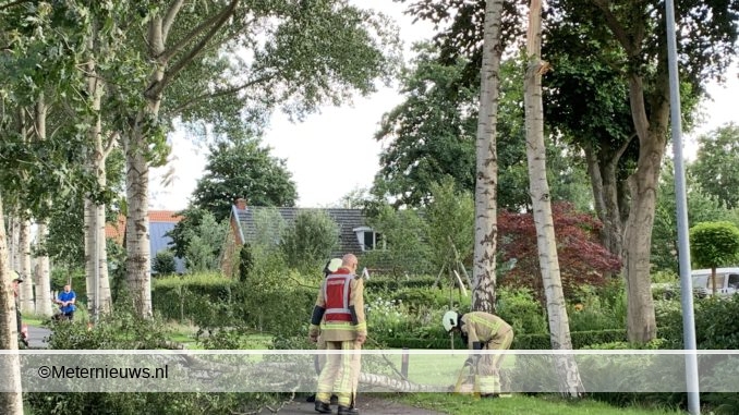 top waait uit boom in Eelderwolde3