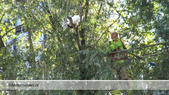brandweer haalt poes uit boom in Groningen