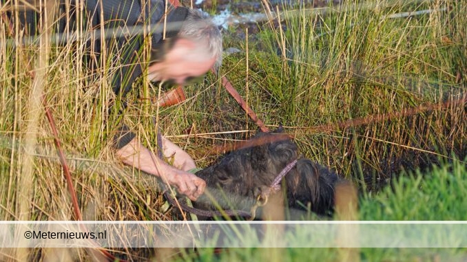 brandweer redt pony uit sloot in Peize