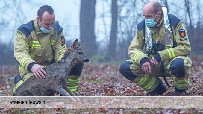 buurtbewoners redden hertje van verdrinking