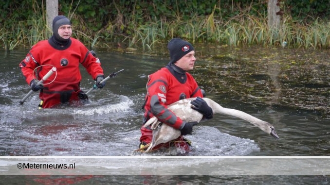 zwaan in Groningen gered