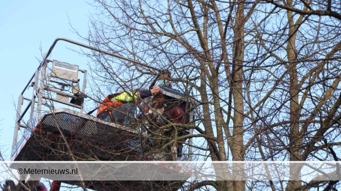 poes uit boom gered Groningen