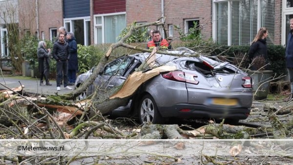 boom op auto in Groningen