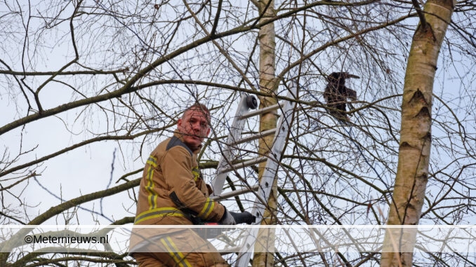 brandweer haalt kraai uit boom in Coevorden