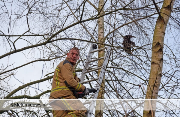 brandweer haalt kraai uit boom in Coevorden