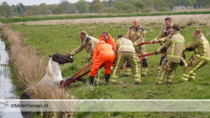 Brandweer redt paard uit de sloot in Eelde4