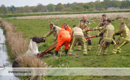 Brandweer redt paard uit de sloot in Eelde4