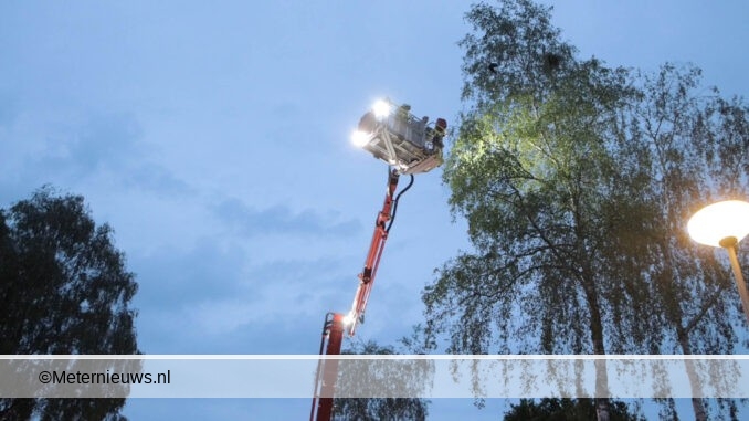 roek uit boom Klazienaveen