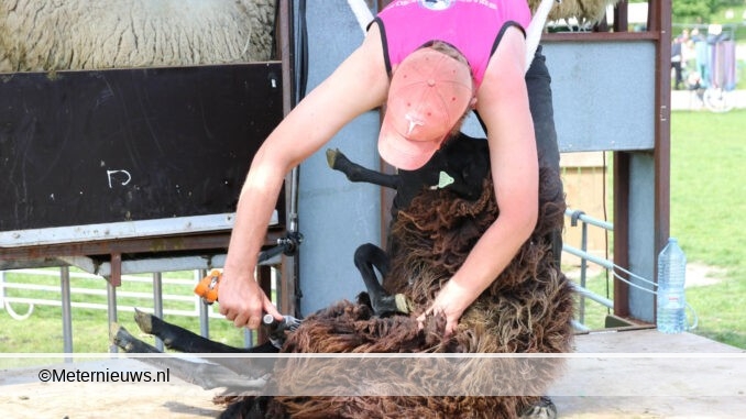 Schapen scheren in Noorderplantsoen in Groningen6