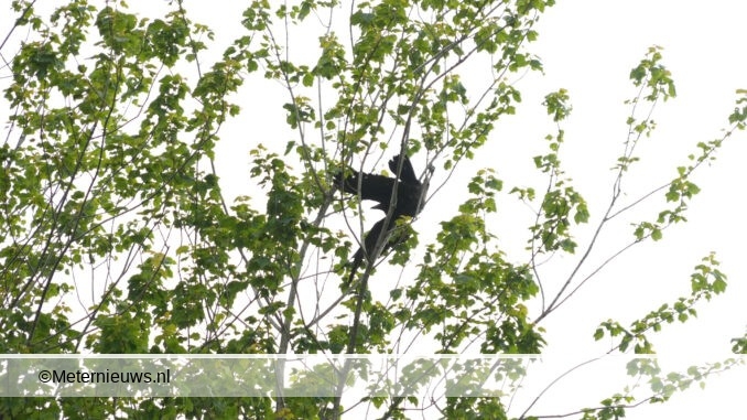 roek uit boom gered in Assen